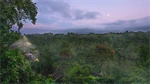 Tree Restaurant