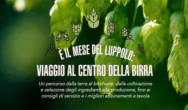 Settembre è il mese del luppolo: viaggio al centro della birra.